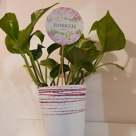 Kamienica Nowodworska 30 Apartament