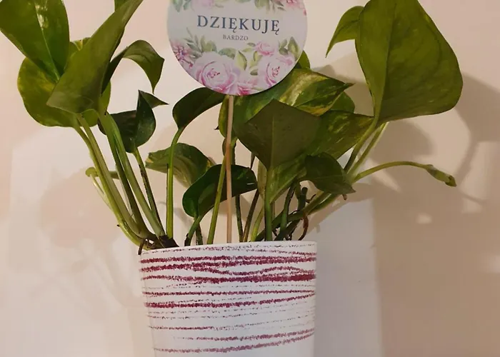 Kamienica Nowodworska 30 Lejlighed